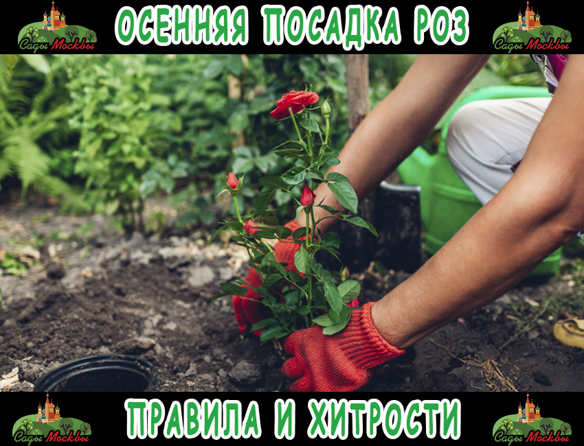 Осенняя посадка роз: правила и хитрости